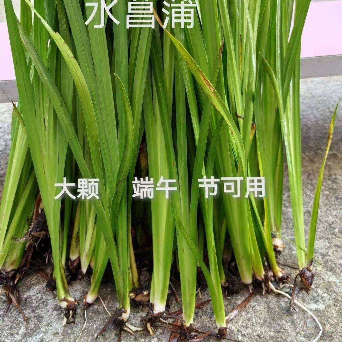 水菖蒲植物盆栽花卉水培养龟鱼虾龟水草浮萍净化水质微景观沼泽,鲜花速递/花卉仿真/绿植园艺,海藻球,淘宝优惠券,粉丝福利购,淘宝优惠卷