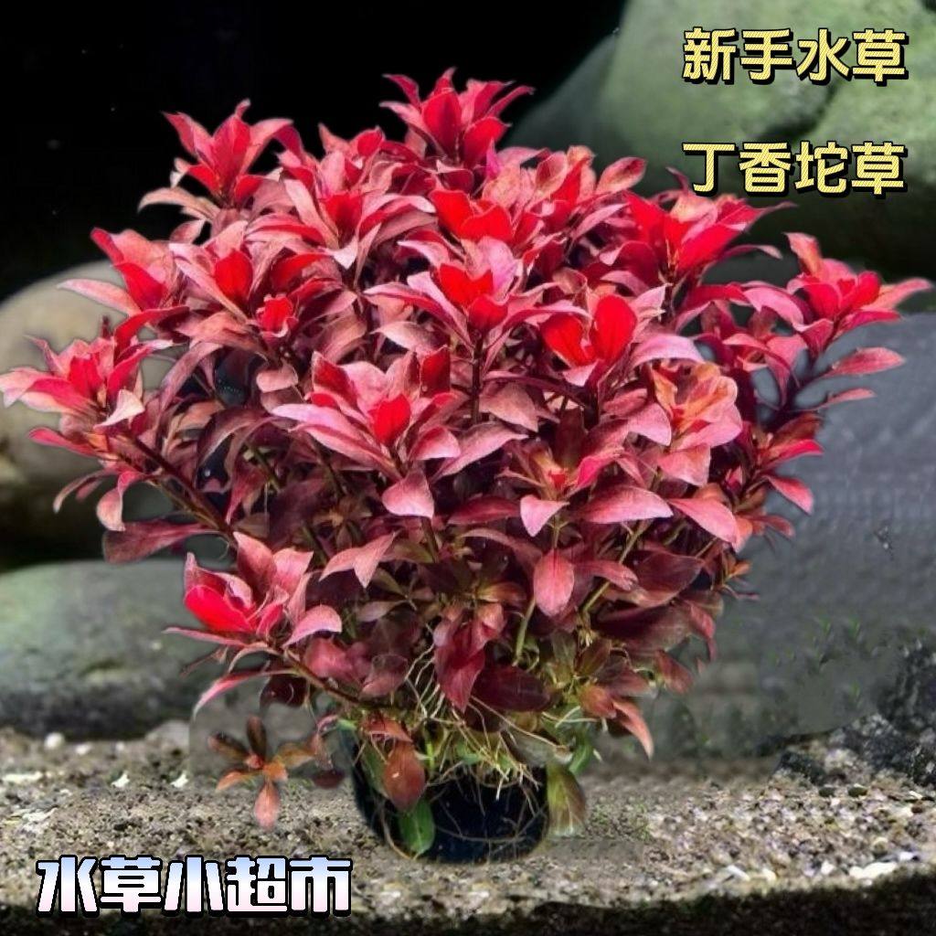 紫红丁香水下叶红色水草懒人新手鱼缸植物活体淡水阴性真草后景植,鲜花速递/花卉仿真/绿植园艺,海藻球,淘宝优惠券,粉丝福利购,淘宝优惠卷
