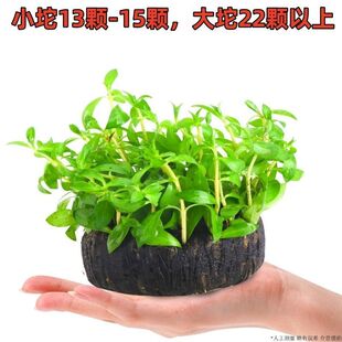入门级懒人水草组合套餐 增氧坨草鱼缸植物沉底鱼草 净化水质沉水