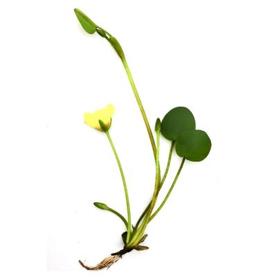 水金英水生花卉漂培植物