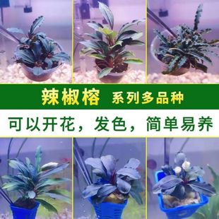 辣椒榕蓝精灵水榕水草活体懒人沉木水草鱼缸造景装饰入门淡水植物