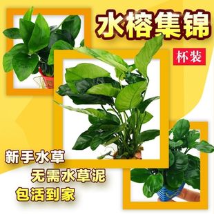 懒人水榕水草黄金榕金钱榕瓦利斯榕鱼缸水族箱造景装饰沉木套餐