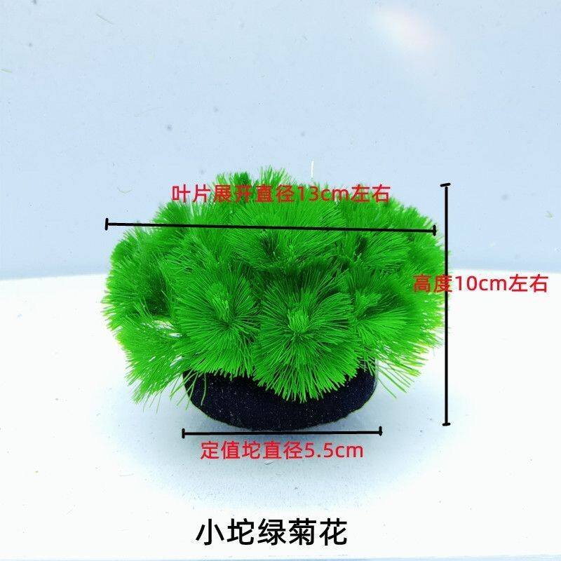 绿菊坨草增氧新鱼缸造景无需底砂净化水质孔雀鱼虾躲避好养耐活