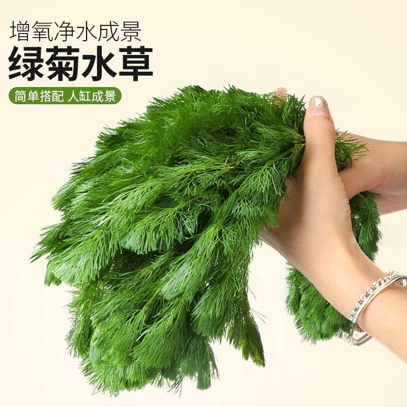 蜈蚣草水草植物养龟鱼缸造景净水火山石绿植草缸新手懒人后景草,鲜花速递/花卉仿真/绿植园艺,海藻球,淘宝优惠券,粉丝福利购,淘宝优惠卷