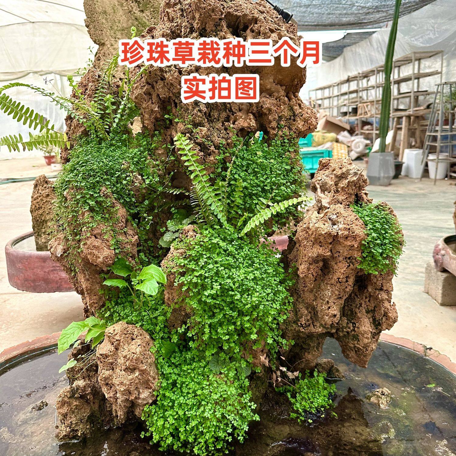 吸水石珍珠草鱼缸造景基地直发爬藤植物四季常绿鲜活原盆原土发货,鲜花速递/花卉仿真/绿植园艺,海藻球,淘宝优惠券,粉丝福利购,淘宝优惠卷