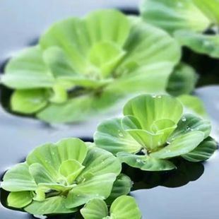 水芙蓉浮萍水草净化水质养龟养鱼造景庭院水池水浮莲水声植物养殖