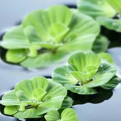 水芙蓉浮萍水草净化水质
