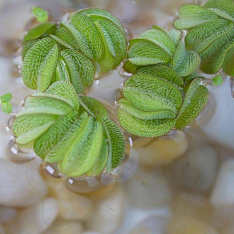 兔耳萍浮萍水草水生植物水培鱼缸造景净水植物除N03一叶莲水池景,宠物/宠物食品及用品,造景/装饰,淘宝优惠券,粉丝福利购,淘宝优惠卷