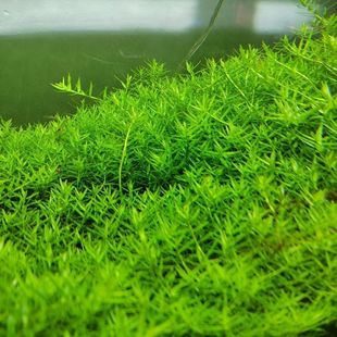 绿宫廷水草水下叶打头草草缸造景开缸水草活体后景草增氧懒人净化
