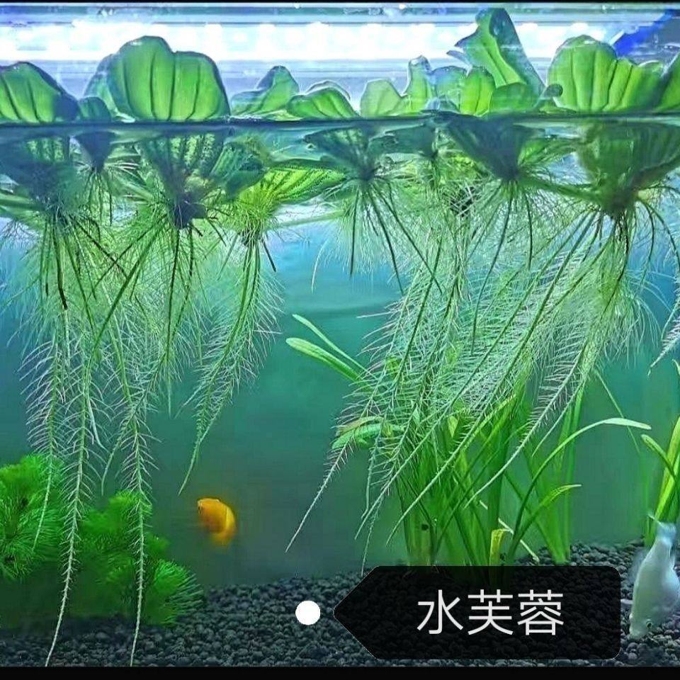 水芙蓉水草懒人养鱼净化水质水培植物水养浮萍增氧水草养虾造景,鲜花速递/花卉仿真/绿植园艺,海藻球,淘宝优惠券,粉丝福利购,淘宝优惠卷