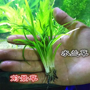 鱼缸前景水草小水兰挖耳迷你珍珠趴地牛毛天胡南美叉柱花大水兰