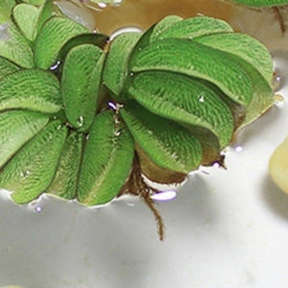 浮萍水草兔耳萍养鱼龟虾水生水培植物芙蓉养鱼缸造景四季净化水质,鲜花速递/花卉仿真/绿植园艺,海藻球,淘宝优惠券,粉丝福利购,淘宝优惠卷