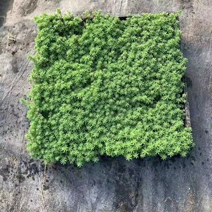 薄雪万年草中华景天地皮绿植草四季常青庭院耐热室外地被矮生植物