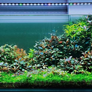 布朗尼辣椒榕母株会变色的紫色阴性水草固定沉木石头无需底砂