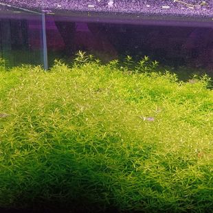 水草日本珍珠草高珍珠鱼缸造景无需二氧化碳新手水草中景后景草