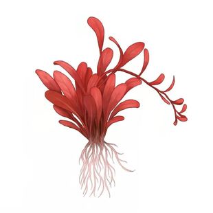 前中景极乐鸟鱼缸前景无菌杯水草懒人草缸宫廷迷你矮珍珠血心兰