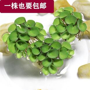 水生植物肚兜萍净化水质吸收鱼虾缸氨氮水族鱼缸造景(极速退款)