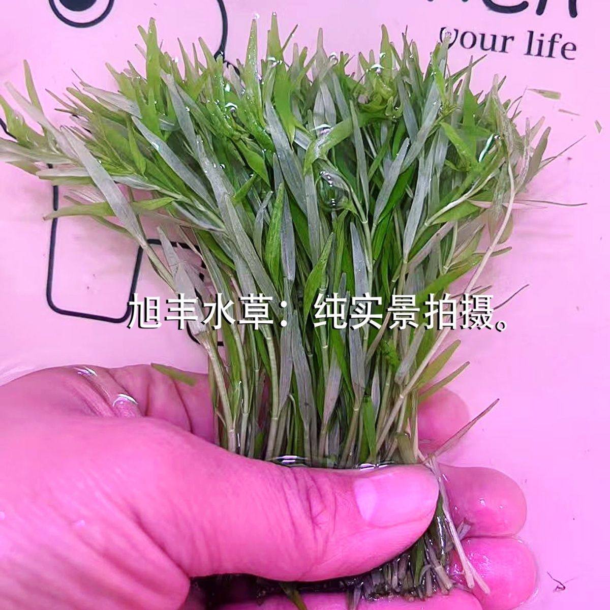 新手绿宫廷打头草水下叶草缸中后景无碳活体现剪可养水草增氧净化,鲜花速递/花卉仿真/绿植园艺,海藻球,淘宝优惠券,粉丝福利购,淘宝优惠卷