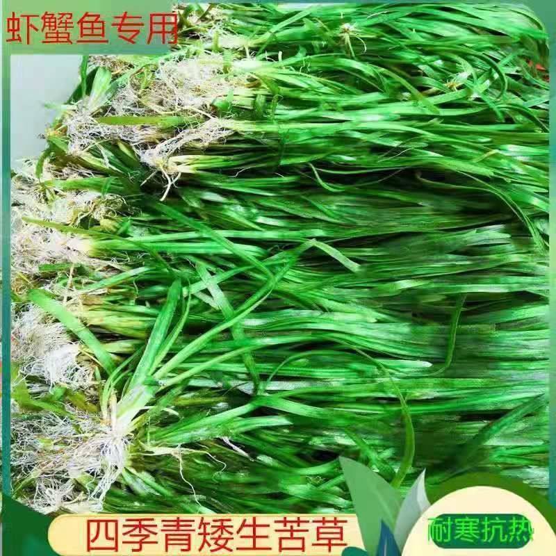 苦草矮生四季长绿养殖小龙虾螃蟹鱼塘鱼缸造景增氧净化水质水草,鲜花速递/花卉仿真/绿植园艺,海藻球,淘宝优惠券,粉丝福利购,淘宝优惠卷