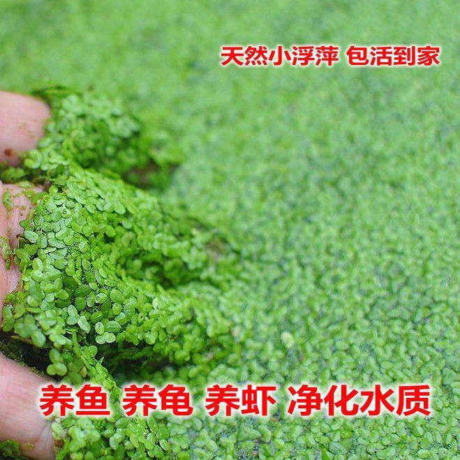 浮萍小浮萍芝麻无根萍卵萍小叶浮萍圆心浮萍懒人水培增氧鱼缸装饰,鲜花速递/花卉仿真/绿植园艺,海藻球,淘宝优惠券,粉丝福利购,淘宝优惠卷