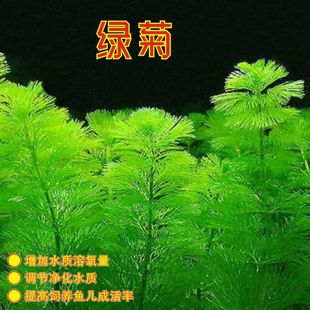 绿菊蜈蚣草水草肚兜萍水草浮萍净化水草鱼缸造景浮性水草金鱼藻草