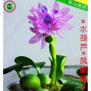 水生植物浮萍凤眼莲水葫芦水芙蓉污水净化水草水池鱼塘花卉