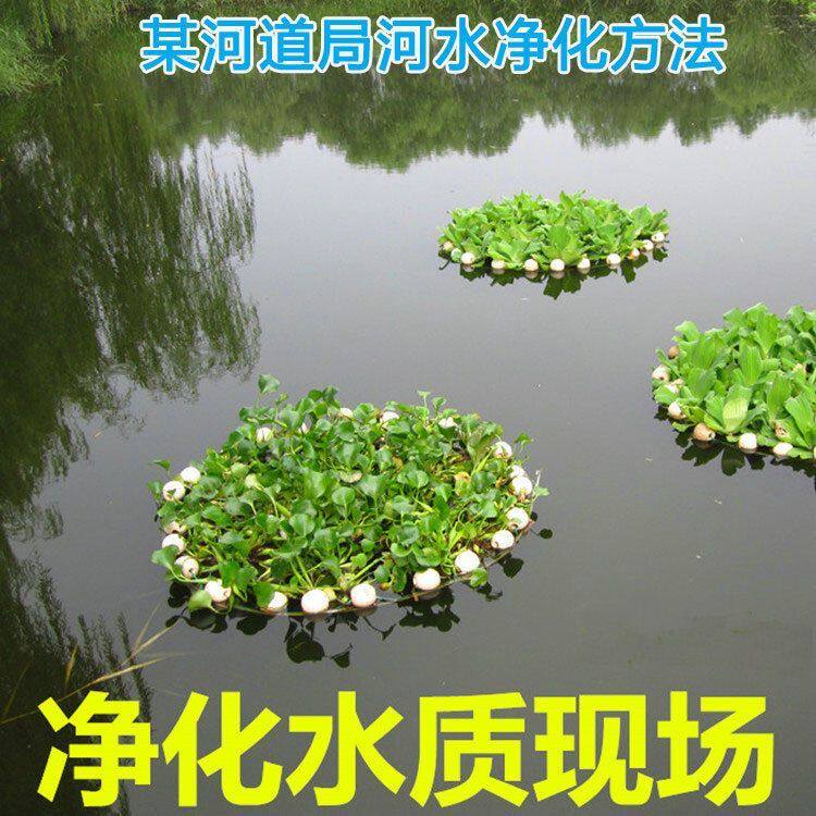 四季开花水葫芦苗凤眼莲净化水源水质水生水培植物池塘河里绿化