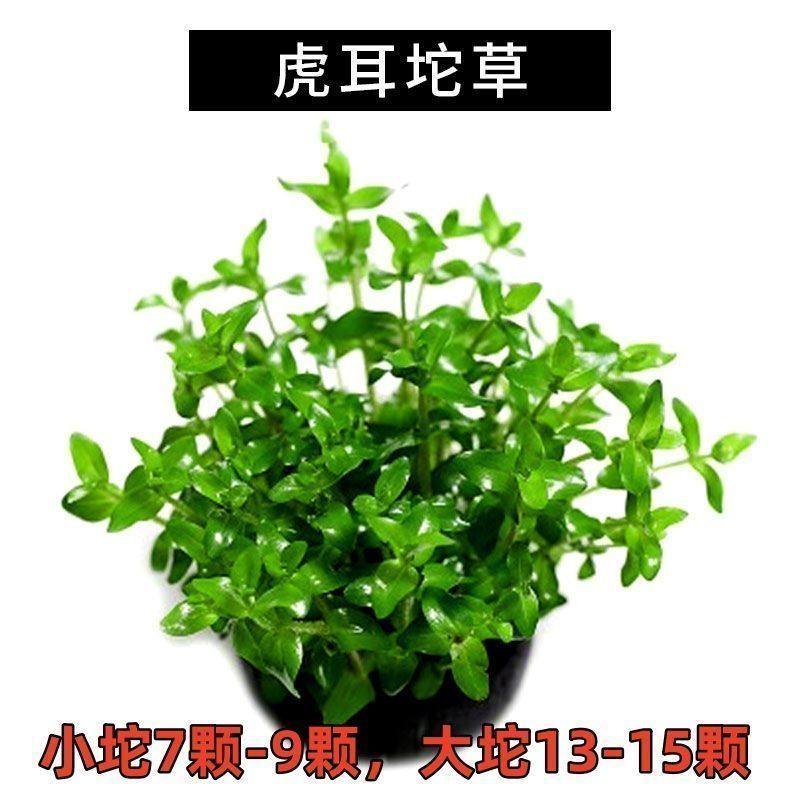 入门级懒人水草组合套餐 增氧坨草鱼缸植物沉底鱼草 净化水质沉水,鲜花速递/花卉仿真/绿植园艺,海藻球,淘宝优惠券,粉丝福利购,淘宝优惠卷