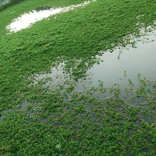狐尾藻净水水草植物沼泽鱼缸过滤造景培养殖淡水乌龟净化水质