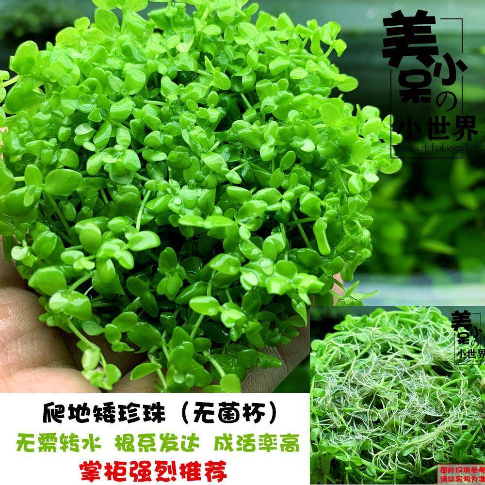 爬地矮珍珠鱼缸造景前景趴地水草草坪懒人速成活体淡水植物,宠物/宠物食品及用品,造景/装饰,淘宝优惠券,粉丝福利购,淘宝优惠卷