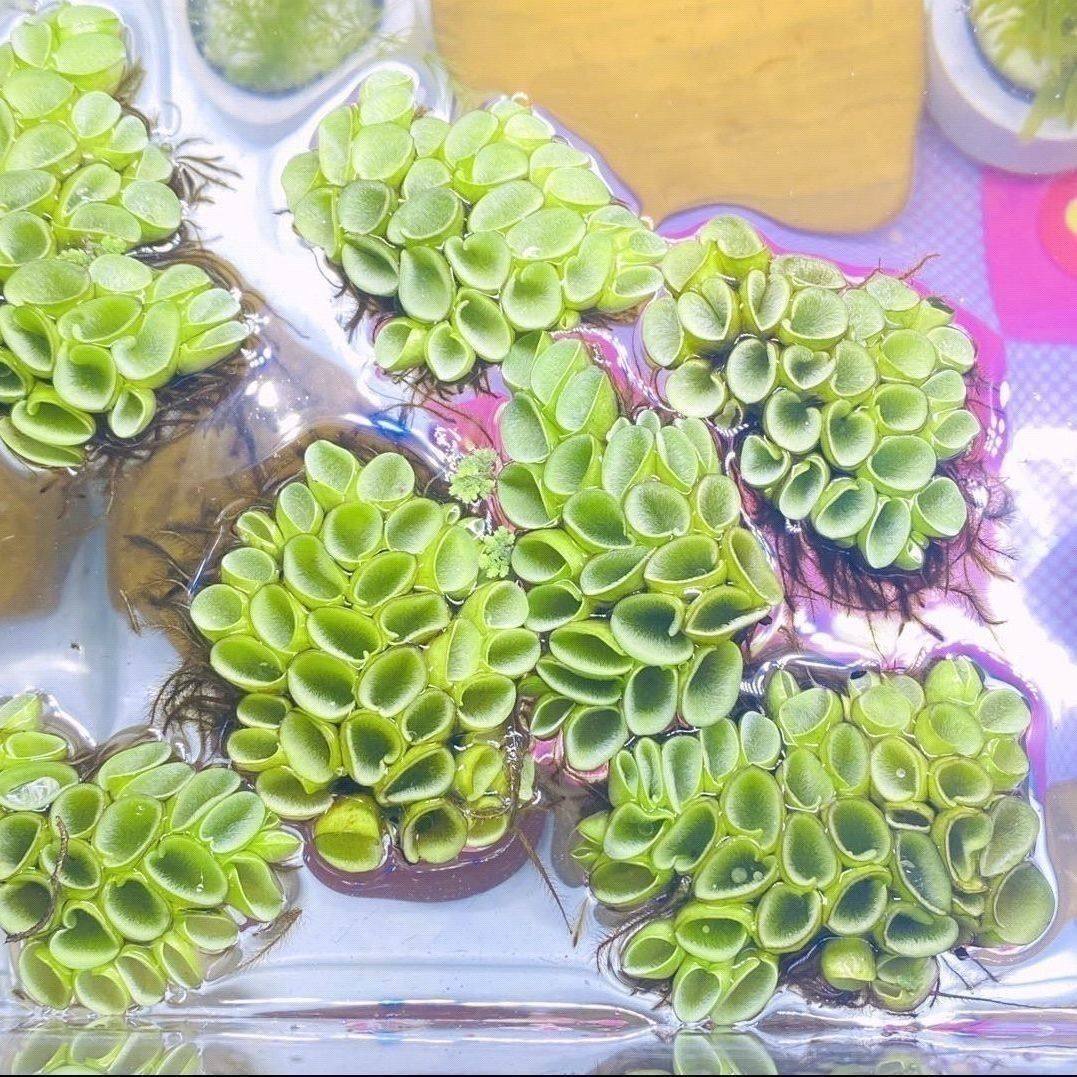 鱼缸造景肚兜萍水浮萍槐叶萍懒人水草一叶莲水培植物增氧净化水质,宠物/宠物食品及用品,造景/装饰,淘宝优惠券,粉丝福利购,淘宝优惠卷