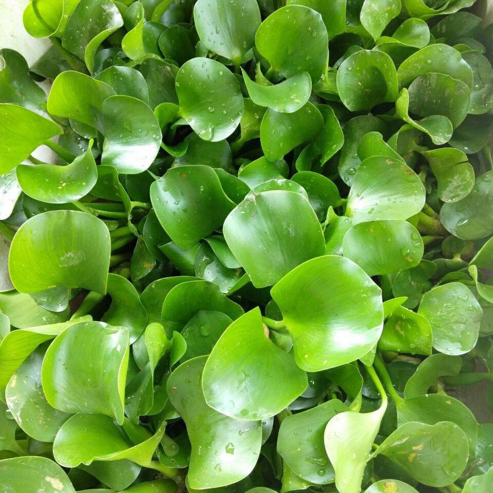 水葫芦苗水浮莲水培植物水养草池塘鱼缸室内宿舍造景养殖