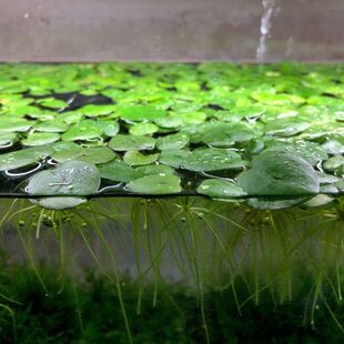 水草浮萍增氧萍净化水质专用庭院办公室鱼虾龟缸造景漂浮水草增氧