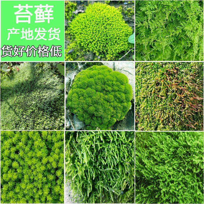 妍娴芊羽苔藓微景观|迷你盆景植物种子diy鱼缸装饰,宠物/宠物食品及用品,造景/装饰,淘宝优惠券,粉丝福利购,淘宝优惠卷