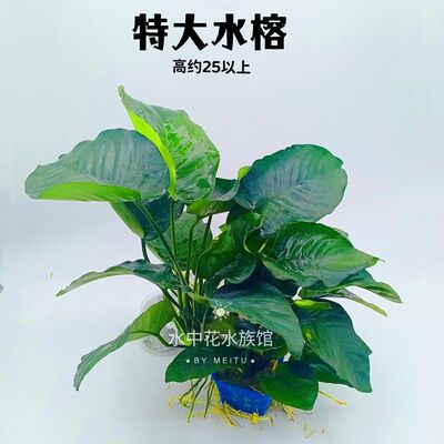 淡水鱼缸活体水草水榕系