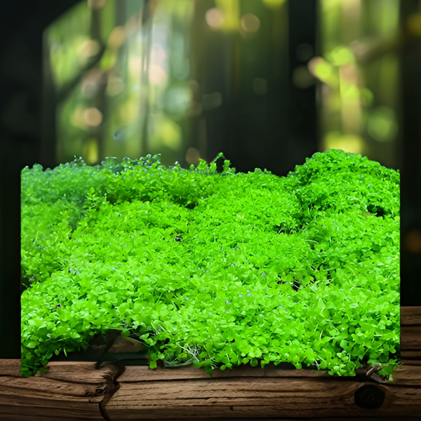 前景草鱼缸草坪活体淡水水草趴地爬地矮珍珠迷你矮牛毛叉柱花喷泉,鲜花速递/花卉仿真/绿植园艺,海藻球,淘宝优惠券,粉丝福利购,淘宝优惠卷