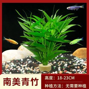 懒人鱼缸造景沉木水榕全套净化水草植物莫斯水培阴性宫廷养鱼增氧