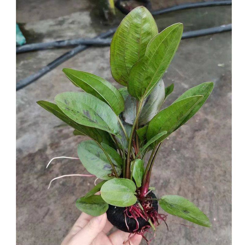 大理石皇冠小坨草缸鱼缸造景水草懒人水培增氧淡水活水草阴性植物,宠物/宠物食品及用品,造景/装饰,淘宝优惠券,粉丝福利购,淘宝优惠卷