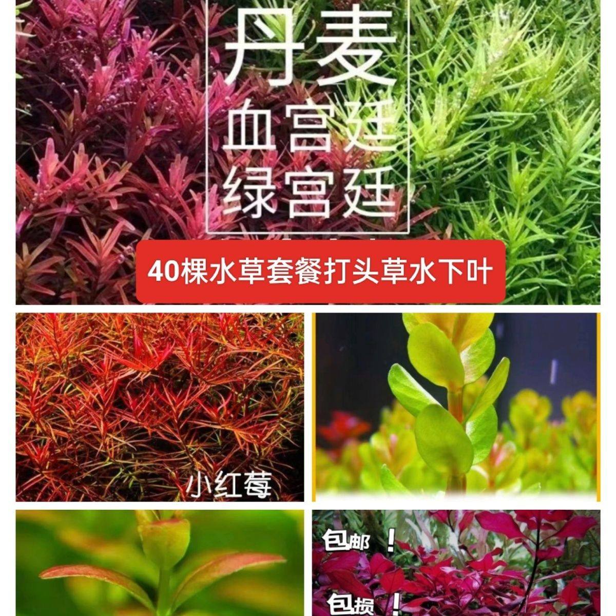 新手荷兰景水草套餐水下叶打头草中后景草缸造景宫廷冒泡鱼缸造景,鲜花速递/花卉仿真/绿植园艺,海藻球,淘宝优惠券,粉丝福利购,淘宝优惠卷