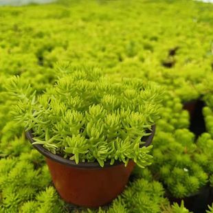 花园花境地被植物佛甲草金叶过路黄垂盆草金沙蔓姬岩垂草方盘盆栽