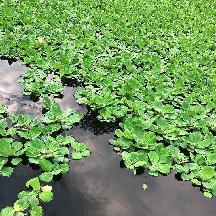 水芙蓉浮萍植物水培鱼缸水生植物养虾养鱼水葫芦水草造景净化水质,鲜花速递/花卉仿真/绿植园艺,海藻球,淘宝优惠券,粉丝福利购,淘宝优惠卷