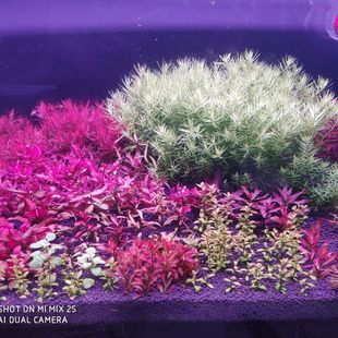 适合新手开缸40棵水草套餐荷兰景水草打头草纯水下叶 中后景水草