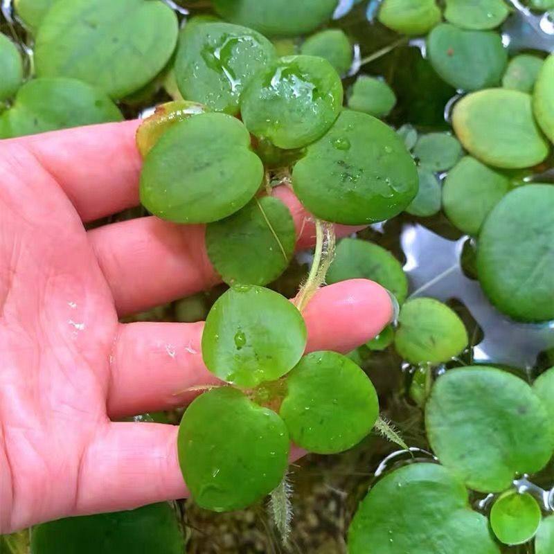 鱼缸浮浮性水草圆心圆形浮萍水生植物吸收NO2NO3氨氮活体净水植,宠物/宠物食品及用品,造景/装饰,淘宝优惠券,粉丝福利购,淘宝优惠卷