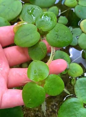 鱼缸浮浮性水草圆心圆形浮萍水生植物吸收NO2NO3氨氮活体净水植