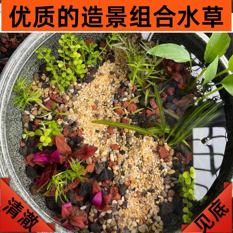 古法鱼缸造景水草组合芝麻萍紫背萍蜈蚣草耐高温耐活新手懒人养殖,鲜花速递/花卉仿真/绿植园艺,海藻球,淘宝优惠券,粉丝福利购,淘宝优惠卷