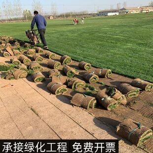 真草坪草皮带泥土四季常青马尼拉百慕大果岭草庭院别墅绿化工程