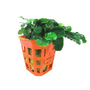 辣椒榕水草会开花幽灵懒人草缸水下叶小青椒迷你椒草新手精致变色