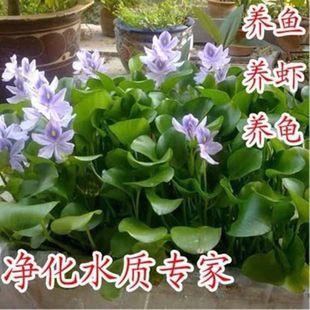 水葫芦植物净化水质 水中植物水养 乌龟增氧鱼池水培水草