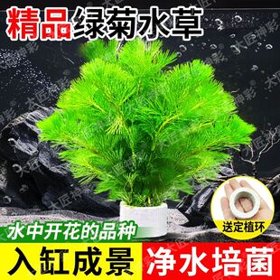 饰蜈蚣草水榕水草 鱼缸水草植物专用造景摆件全套阴性水培绿植装