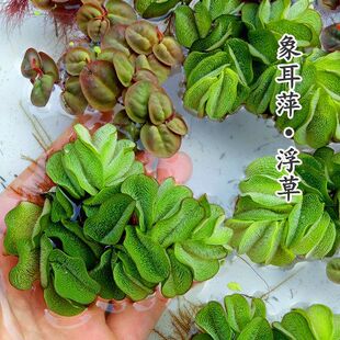 鱼缸浮萍水草净化水质一叶莲肚兜萍养龟养鱼缸水浮萍浮性水生植物